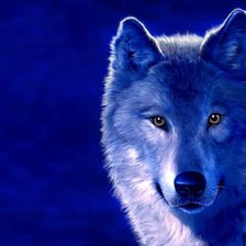 Схема вышивки «Волк на голубом фоне»