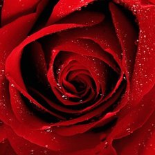 Оригинал схемы вышивки «красная роза» (№57516)