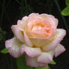Схема вышивки «роза в росе»