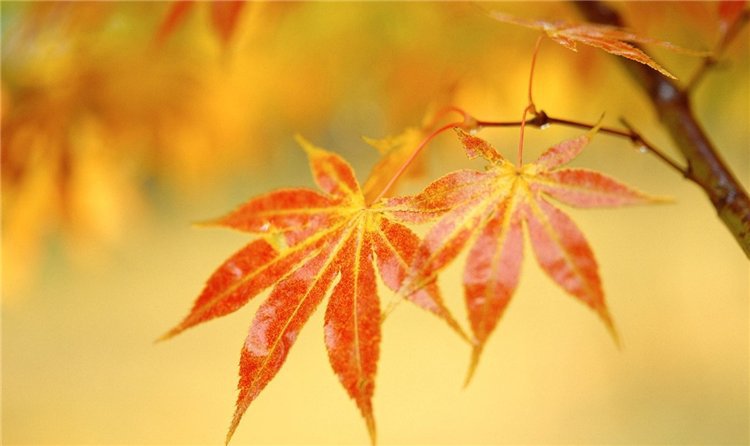 листья - осень, времена года, листья - оригинал