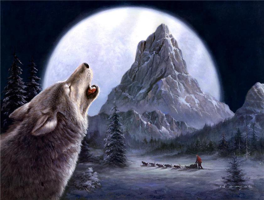 волк - зима, хищники, животные, природа, волки - оригинал