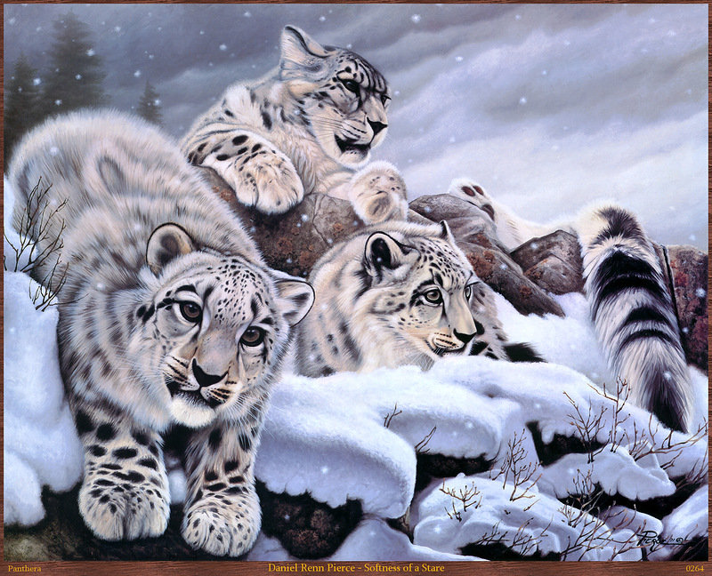 хищники - кошки, животные, зима, картина - оригинал