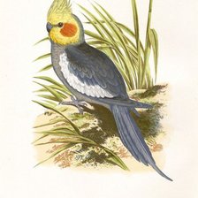 Оригинал схемы вышивки «попугайчик» (№59602)