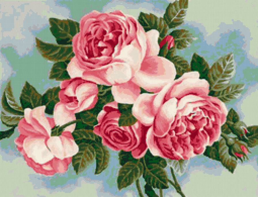 розы - цветы, розочки, розы, цветок, душистые розы, роза, флора - предпросмотр