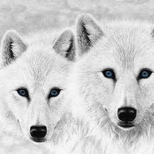 Схема вышивки «Волки белые»