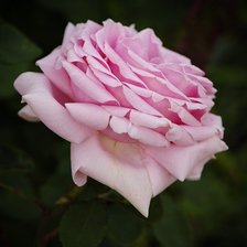 Оригинал схемы вышивки «роза» (№62498)