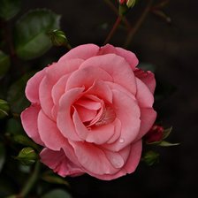 Оригинал схемы вышивки «роза» (№64444)