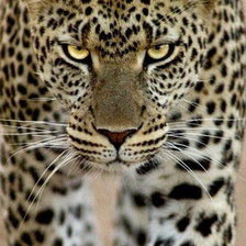 леопард 2