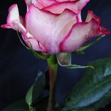 Оригинал схемы вышивки «роза» (№64875)