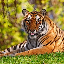 Схема вышивки «Очень красивый большой тигр))»