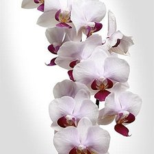 Оригинал схемы вышивки «Орхидея» (№67029)