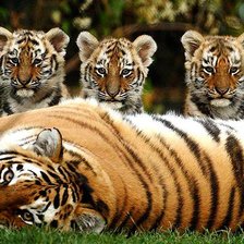 Схема вышивки «тигры»