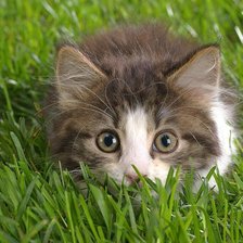 Схема вышивки «Котёнок в траве»