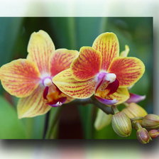 Схема вышивки «орхидея,»