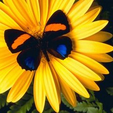 Схема вышивки «бабочка на желтом цветке»