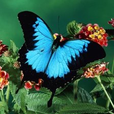 Схема вышивки «голубая бабочка на первоцвете»