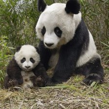Схема вышивки «панда с детенышем»