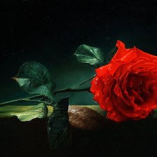 Схема вышивки «Серия "Соло розы"»