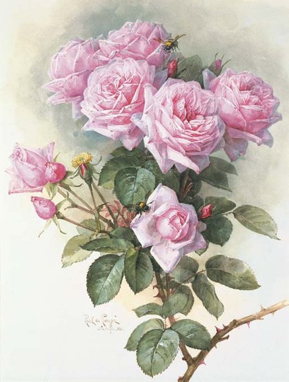 Розовые розы - роза, цветы - оригинал