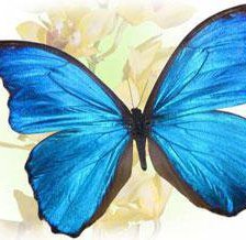 Схема вышивки «Бабочка с голубыми крыльями))»