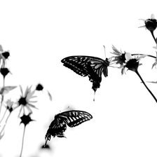 Схема вышивки «Бабочки черно-белые»