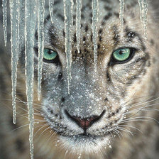 Схема вышивки «тигр в зиме»