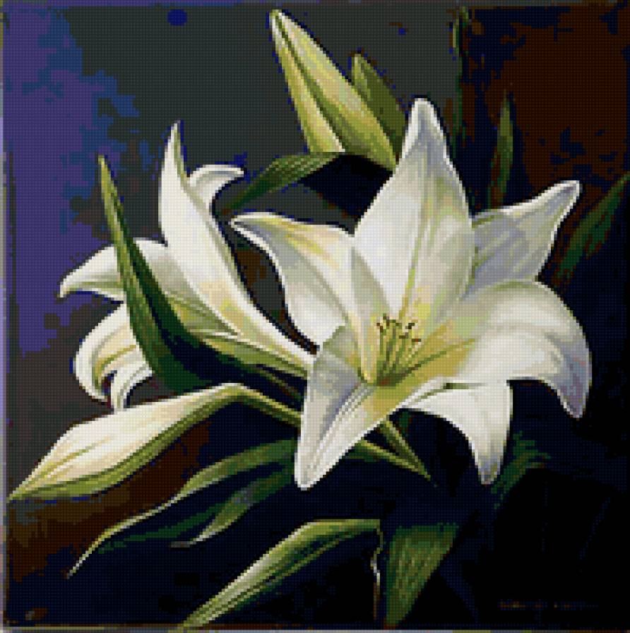 белые лилии - цветы - предпросмотр