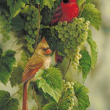 кардиналы на винограде