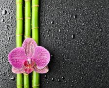 Схема вышивки «Бамбук и орхидея»