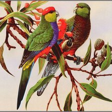 Схема вышивки «попугаи на ветке»