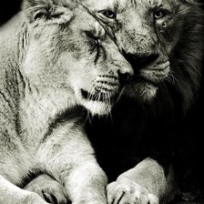 Схема вышивки «лев и львица верность»