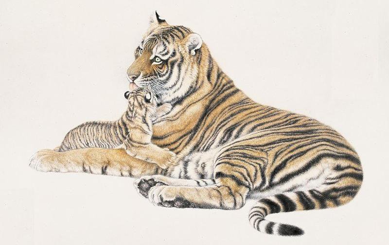Тигры. Мама с малышом - тигр, кошки, гохуа, дикие хищные кошки, животные, малыш - оригинал