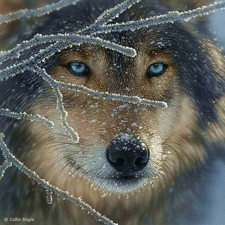 волчий взгляд - животное, волк, взгляд, зима - оригинал