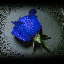 Оригинал схемы вышивки «синяя роза» (№87390)