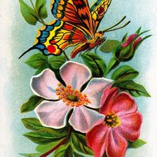 Оригинал схемы вышивки «Бабочка и цветы» (№87812)