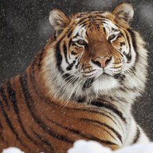 Тигр под снегопадом