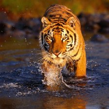 Схема вышивки «Тигр в воде»