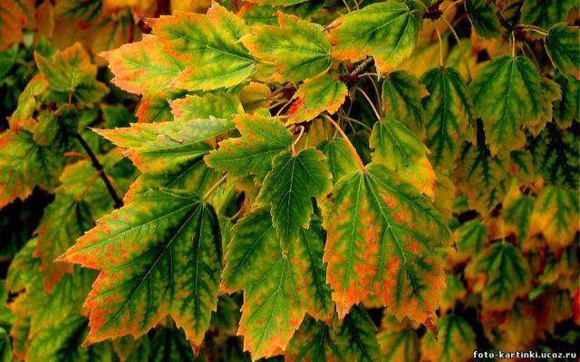 осенние листья - природа, листья, осень - оригинал