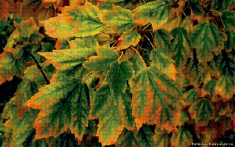 осенние листья - природа, листья, осень - предпросмотр