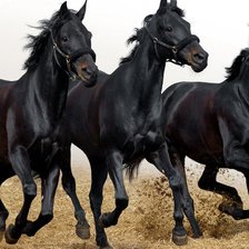 Схема вышивки «Чёрные лошади»