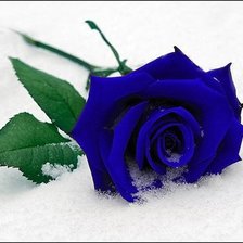 Оригинал схемы вышивки «Синяя роза» (№91437)