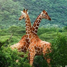 Схема вышивки «Жираф большой...»