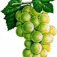 Схема вышивки «Зелёный виноград»