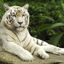 Оригинал схемы вышивки «белый тигр» (№96517)