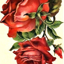 Оригинал схемы вышивки «Розы» (№96924)