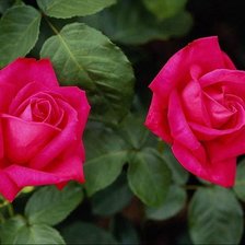 Две розы