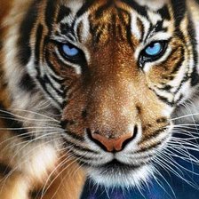 Схема вышивки «Голубоглазый тигр»
