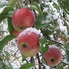 Схема вышивки «яблоки в снегу»