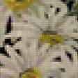Предпросмотр схемы вышивки «Ромашки на черном фоне» (№103454)