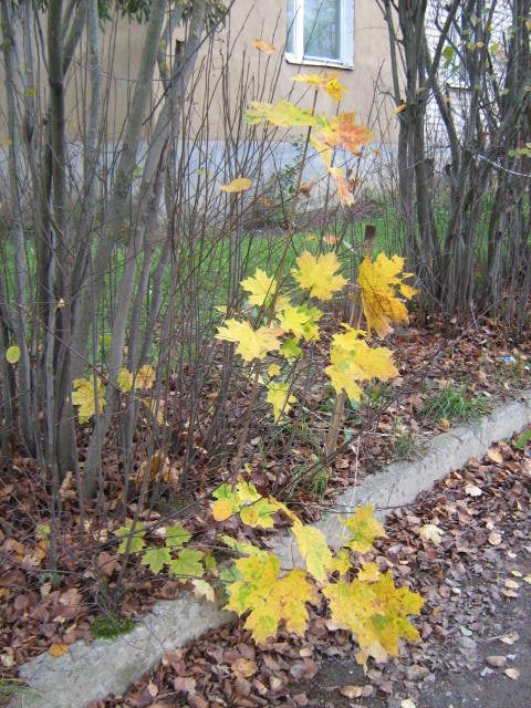 Желтые листья - листья, осень - оригинал